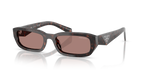 Root Tortoise