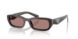 Root Tortoise
