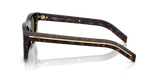 Root Tortoise
