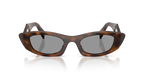 Juniper Tortoise