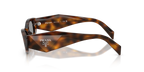 Juniper Tortoise