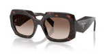 Root Tortoise  - Brown Gradient