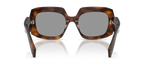 Juniper Tortoise