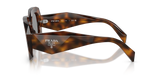 Juniper Tortoise