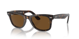 Tortoise  - Brown