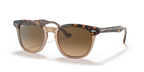 Havana On Transparent Brown
