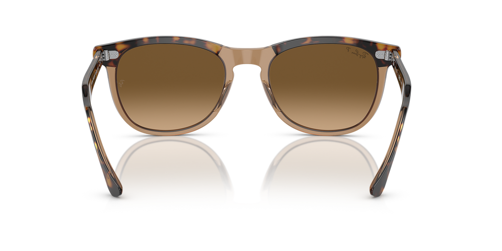 Havana On Transparent Brown