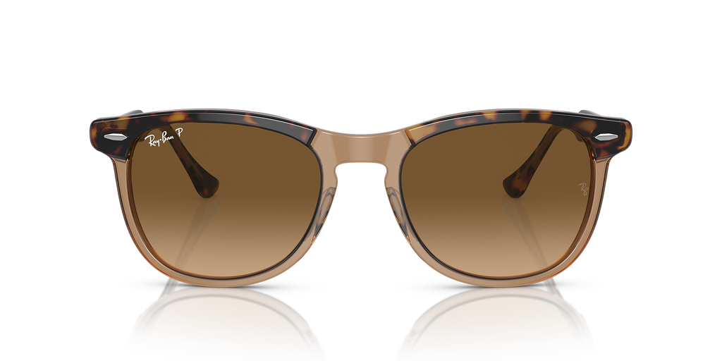 Havana On Transparent Brown