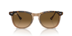 Havana On Transparent Brown