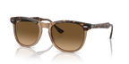 Havana On Transparent Brown