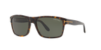 Tortoise Tan