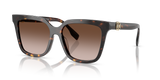 Brown Tortoise  - Brown Gradient