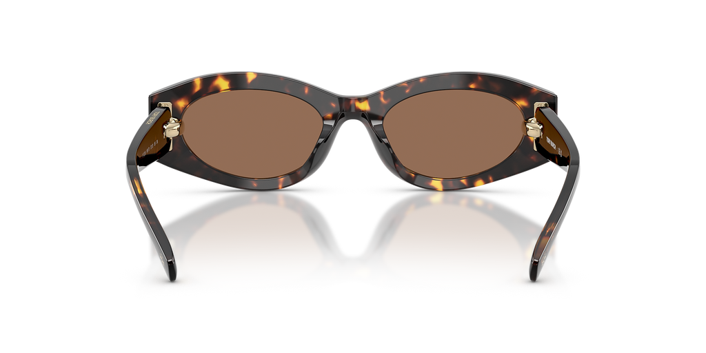 Brown Tortoise