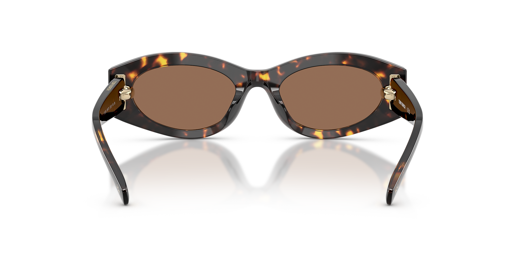 Brown Tortoise
