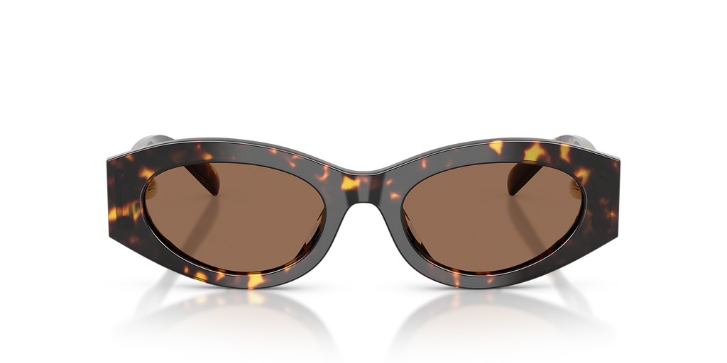 Brown Tortoise