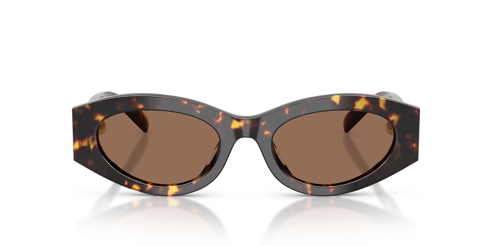 Brown Tortoise