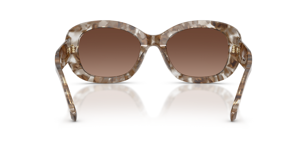 Transparent Brown Tortoise