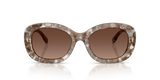 Transparent Brown Tortoise