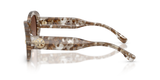 Transparent Brown Tortoise