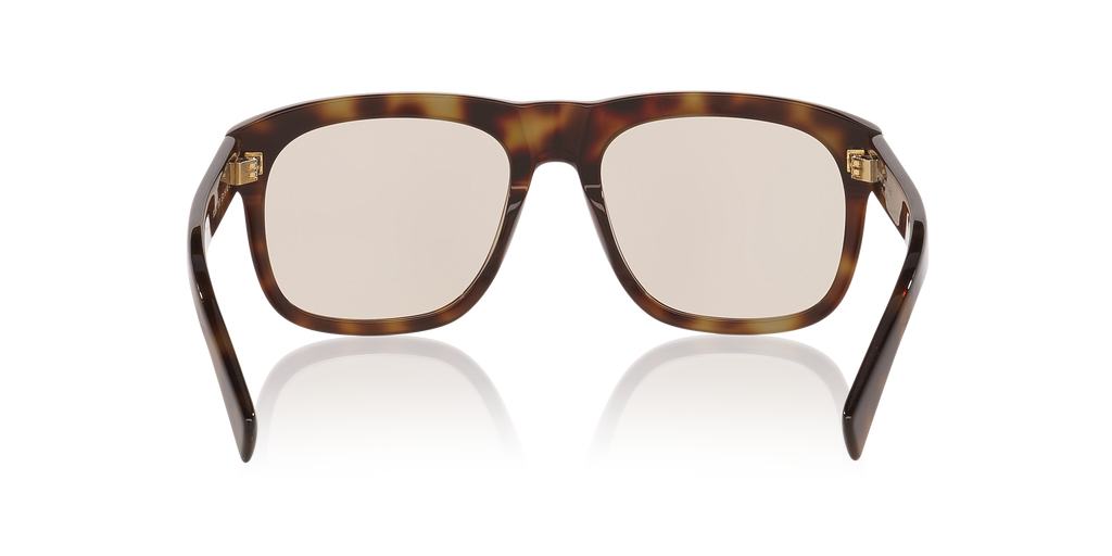 Tortoise Brown