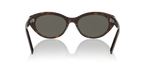 Tortoise