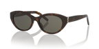 Tortoise