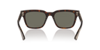 Tortoise
