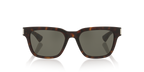 Tortoise