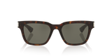 Tortoise